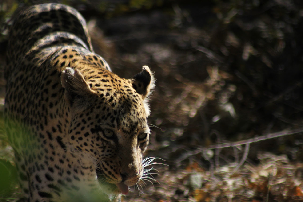 Leopard spotted whilst on a self drive safari with McKenzie 4x4